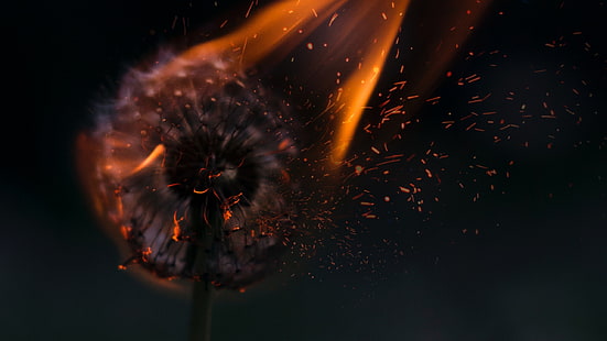 Dandelion on fire, fire, dandelion, fantasy, orange, black, creative, HD wallpaper HD wallpaper