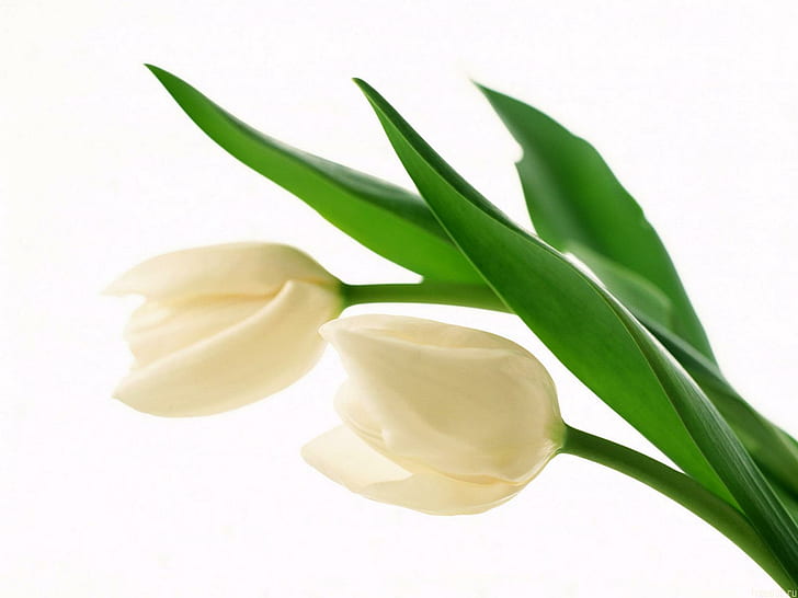 White Buds HD, two white tulips, white, flowers, buds, HD wallpaper