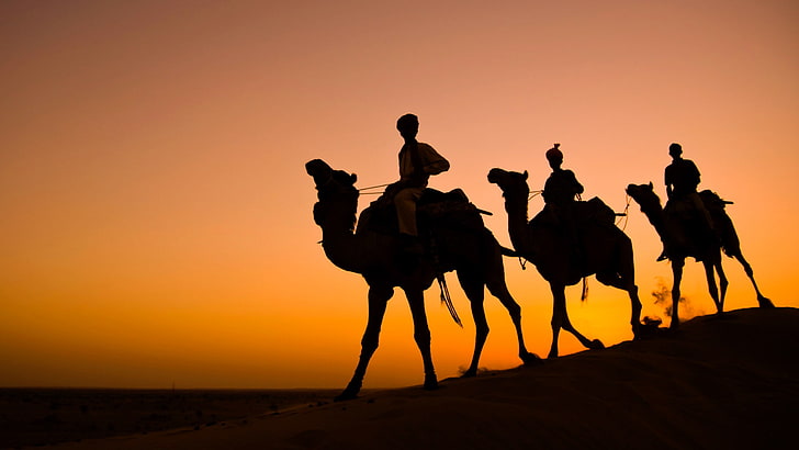 trzy brązowe wielbłądy, Indie, sylwetka, wielbłąd, karawana, Radżastan, pustynia Thar, Tapety HD