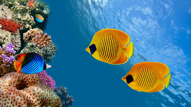 الأسماك والبحر وتحت الماء والشعاب المرجانية والأسماك وأسماك الشعاب المرجانية والبيولوجيا البحرية والشعاب المرجانية والشعاب المرجانية، خلفية HD