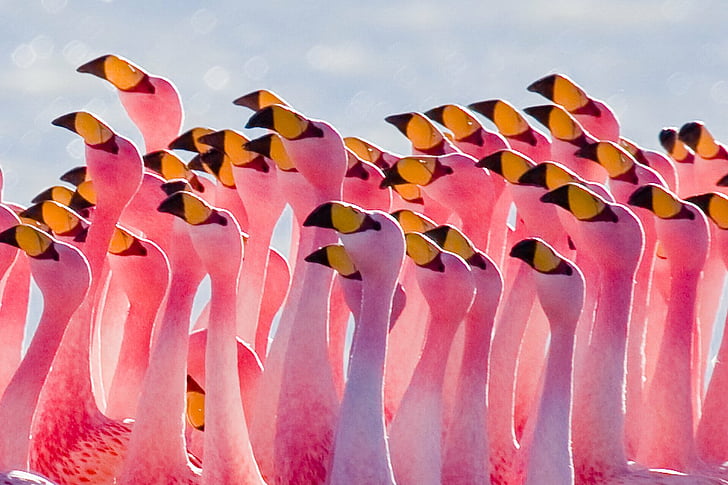 Birds, Flamingo, Animal, Bird, Pink, HD wallpaper