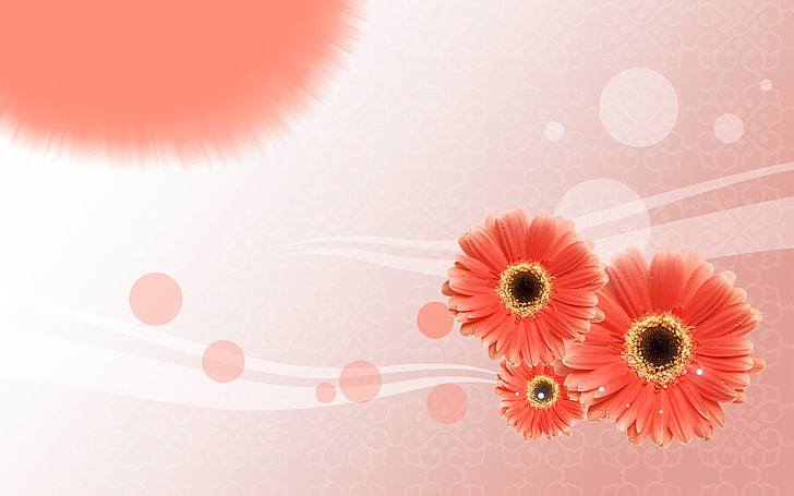 pink Daisy flowers, line, circles, flowers, Wallpaper, gerbera, postcard, HD wallpaper