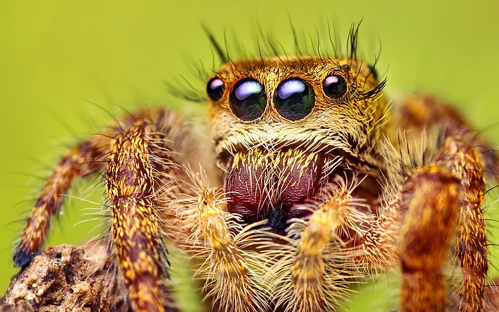 brązowy skaczący pająk, pająk, nogi, włochaty, oczy, Tapety HD