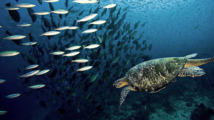 water, marine biology, turtle, fish, underwater, underwater photography, fishes, sea turtle, loggerhead, schools of fish, photography, sea, ocean, HD wallpaper