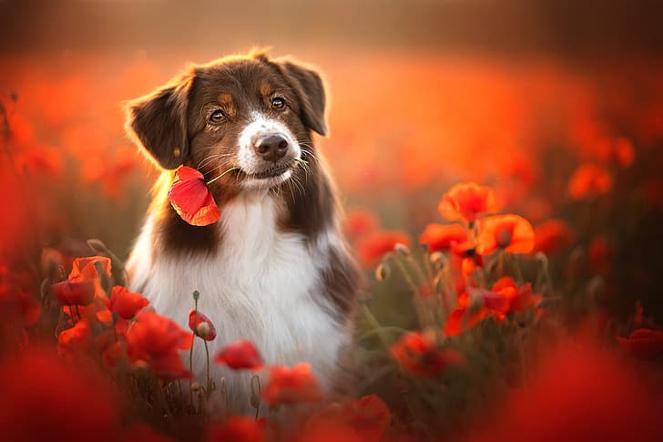flowers, Maki, dog, bokeh, Australian shepherd, Aussie, HD wallpaper