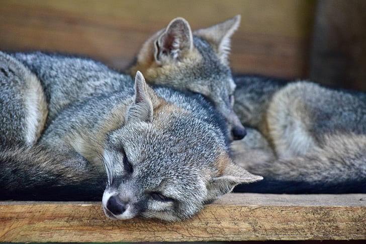 raccoons, sleeping, close-up, lying down, Animal, HD wallpaper
