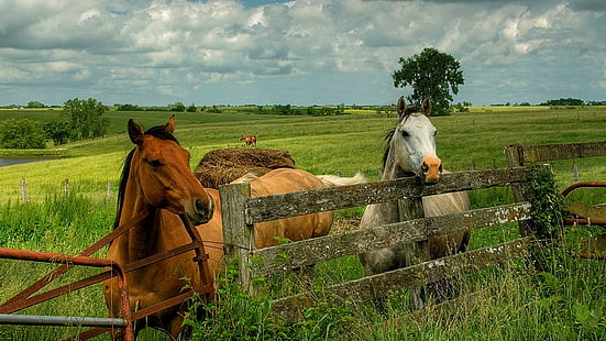 Pferde warten, Herde, Tiere, Stute, Hengst, Natur, braunes Pferd, weißes Pferd, HD-Hintergrundbild HD wallpaper