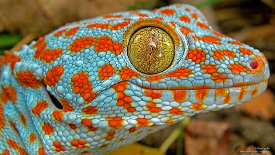 Tokay Gecko, djur, HD tapet HD wallpaper
