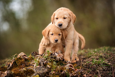 Anjing, Golden Retriever, Baby Animal, Dog, Pet, Puppy, Wallpaper HD HD wallpaper