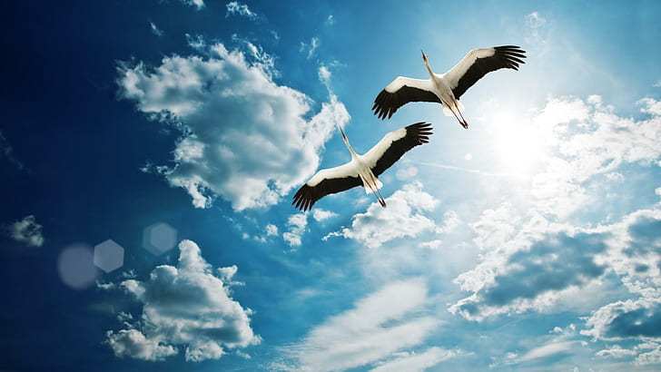 Cranes (birds), nature, wings, flying, beautiful, clouds, cranes, white, birds, blue, animals, HD wallpaper