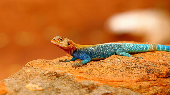 Agama Lizard Agama agama Rainbow Lizard with red head from the Agamida Wallpapers HD for mobile phones tablet and laptop 3840×2160, HD wallpaper HD wallpaper