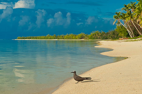 Oiseau sur la plage du Pacifique Sud, île, aitutaki, exotique, palmiers, tropical, îles, lagon, oiseau, sud-pacifique, plage, Polynésie, océan, Fond d'écran HD HD wallpaper
