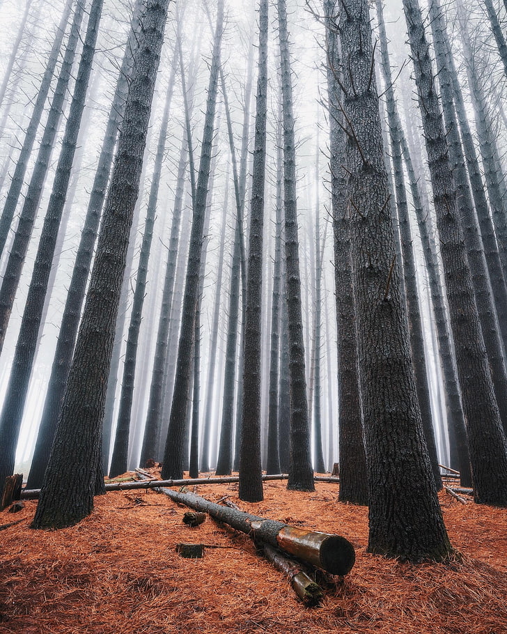 árboles, bosque, paisaje, madera, niebla, Fondo de pantalla HD, fondo de pantalla de teléfono