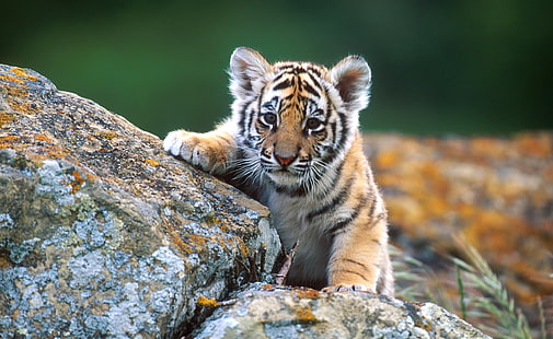 Tiger Cub, brązowy tygrys, Animals, Wild, Tiger, Tapety HD HD wallpaper