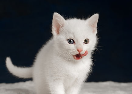 gatinhos, branco, línguas, animais, gato, animais bebê, HD papel de parede HD wallpaper