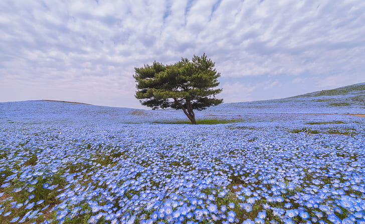 Feld, Blumen, Baum, Nemophila, HD-Hintergrundbild