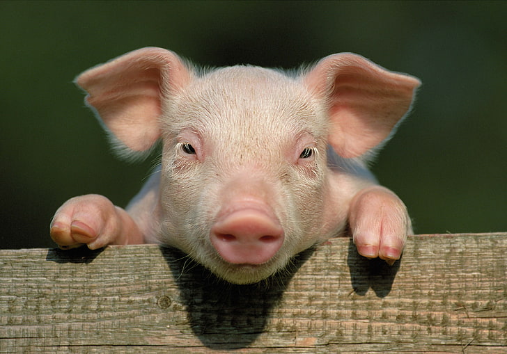 rosa smågris, gris, liten gris, landsbygd, hovar, närbild, ansikte, HD tapet