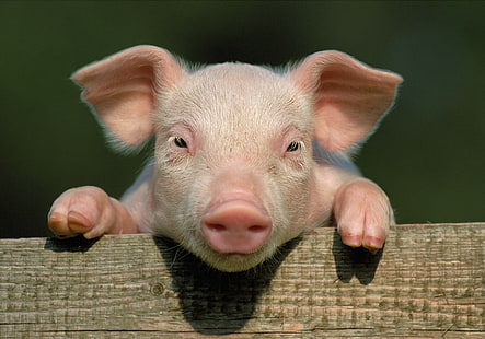 lechón rosado, cerdo, cerdito, campo, pezuñas, de cerca, cara, Fondo de pantalla HD HD wallpaper