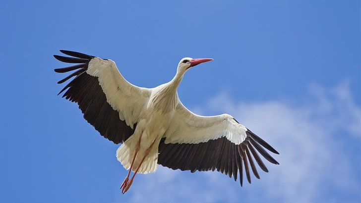 Birds, White stork, HD wallpaper