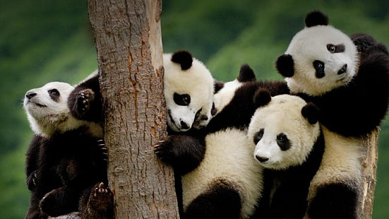 panda, oso, lindo, Fondo de pantalla HD HD wallpaper