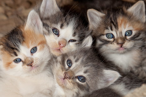 baby, katt, katter, söt, Kattunge, kattungar, S, HD tapet HD wallpaper