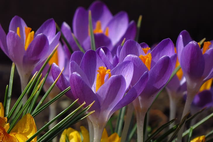 macro, spring, crocuses, saffron, HD wallpaper