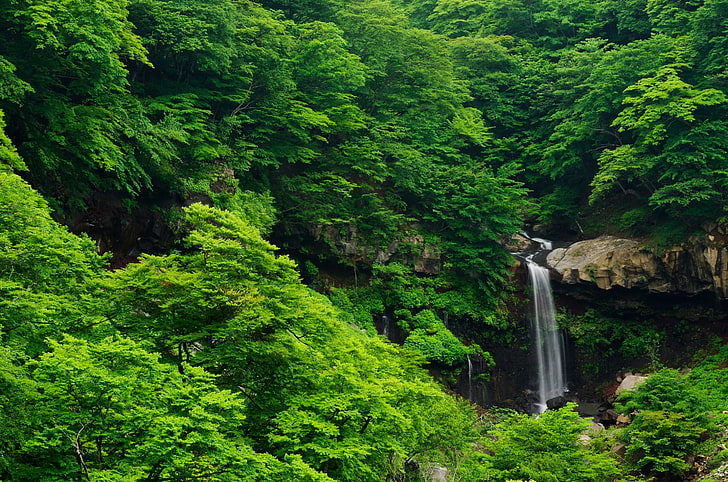 green leafed tree, nature, landscape, forest, tropical forest, waterfall, HD wallpaper