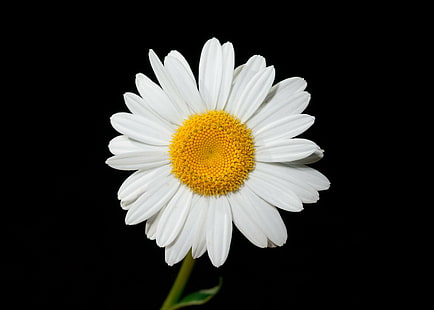 mekar, berbunga, mekar, botani, bunga, mata sapi, daisy oxeye, daun bunga, putih, Wallpaper HD HD wallpaper