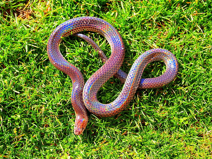 tourism, Philippines, Myanmar, southern China, Sunbeam snake, amazing, green grass, holographic, skin, HD wallpaper