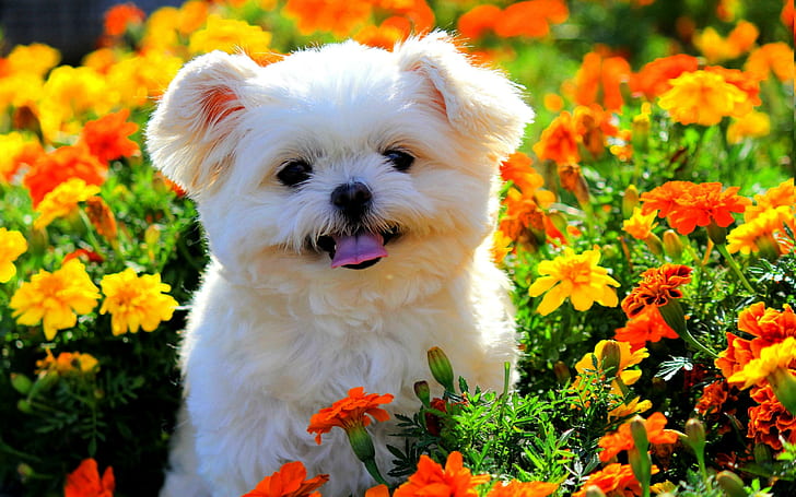 „I Smell Spring!”, szczeniak, wiosna, pole, puszysty, ogrodowy, słodki, kwiaty, zwierzęta, Tapety HD