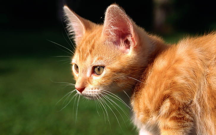 ลูกแมวสีแดงคิตตี้ลูกแมว, วอลล์เปเปอร์ HD
