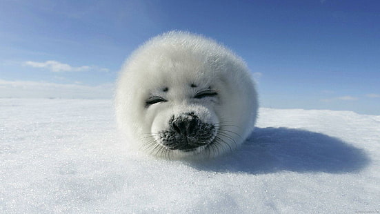 Lächelndes Seehundbaby, weiße Robbe, Tier, Robbe, Schnee, Winter, Eis, weiß, HD-Hintergrundbild HD wallpaper