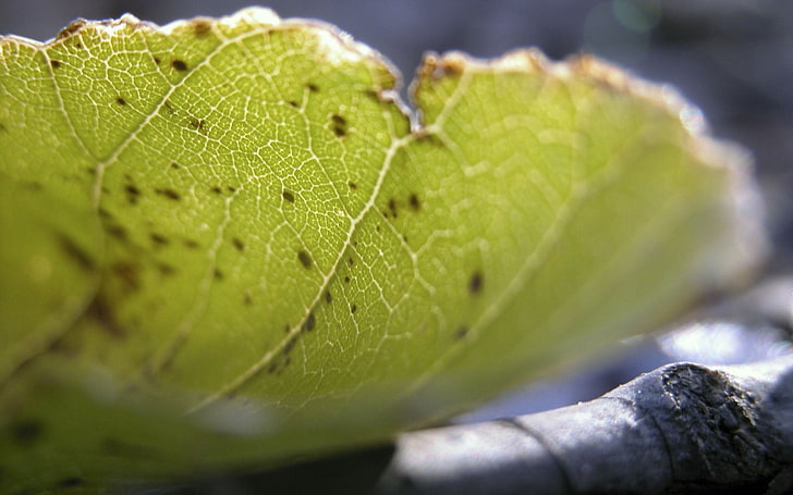 grünes Blatt, Blatt, Herbst, trocken, Nahaufnahme, HD-Hintergrundbild