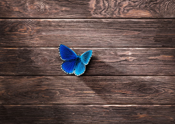 8K, Blue, 4K, Wood, Butterfly, HD wallpaper