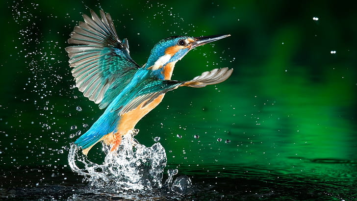 kingfisher, water drops, birds, animals, HD wallpaper