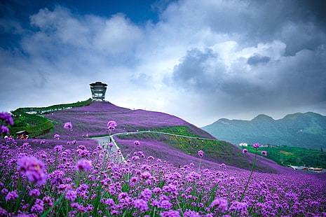 花、花、中国、地球、フィールド、紫の花、 HDデスクトップの壁紙 HD wallpaper