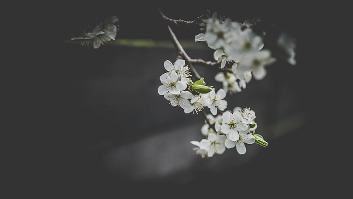 bloom, blossom, spring, twig, dark, blurred, HD wallpaper
