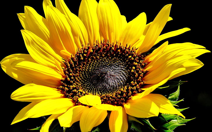 żółto-czarny kwiat z płatkami, kwiaty, słoneczniki, rośliny, żółte kwiaty, Tapety HD