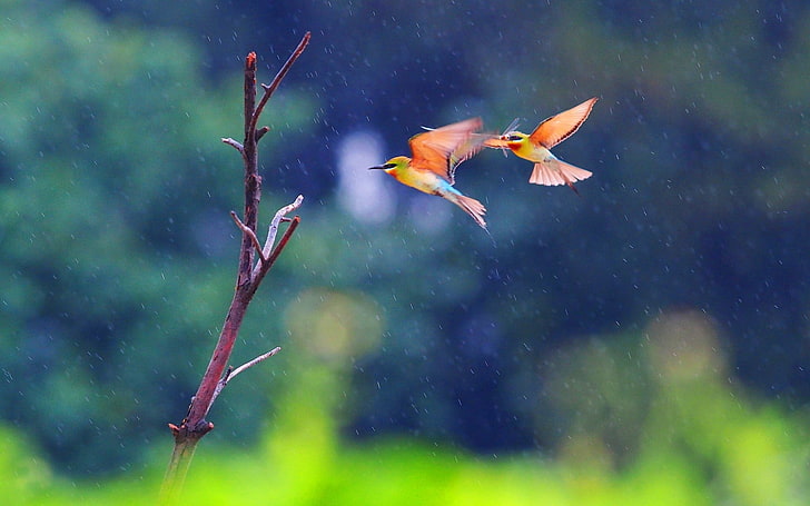 Two Birds Flying In The Rain, two red hummingbirds, Animals, Birds, rain, HD wallpaper