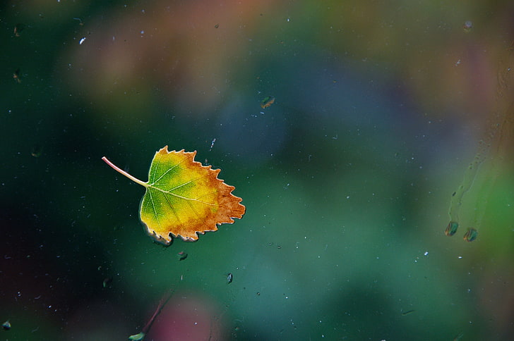 yellow and green leaf, glass, water, drops, rain, window, leaf, single, Nikon D90, one rainy, autumn leaf, HD wallpaper