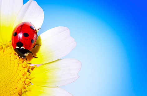 ladybug on flower, ladybird, beetle, daisy, blue background, HD wallpaper HD wallpaper