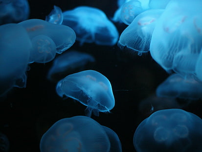 Медузи Подводен океан Морско боке Желе Широкоекранен, риби, боке, желе, медузи, океан, под вода, широк екран, HD тапет HD wallpaper