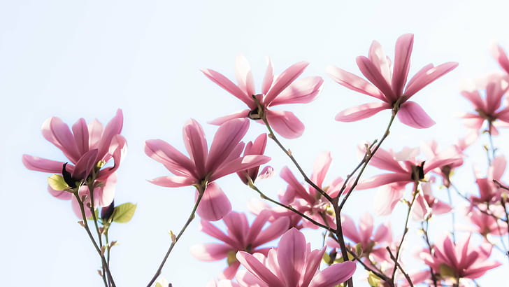 rosa und grüne blumen, nach dem himmel greifen, erkunden, rosa, grün, blume, magnolie, rosa farbe, natur, pflanze, blütenblatt, blüte, frühling, blüte, HD-Hintergrundbild