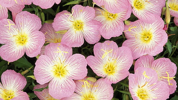 pink and white flowers, flowers, pink, bright, small, HD wallpaper