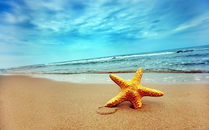 морска звезда, природа, плаж, HD тапет