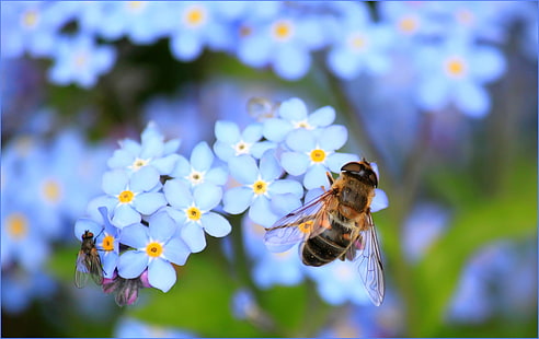 茶色の蜂、蜂、花、受粉、昆虫、 HDデスクトップの壁紙 HD wallpaper