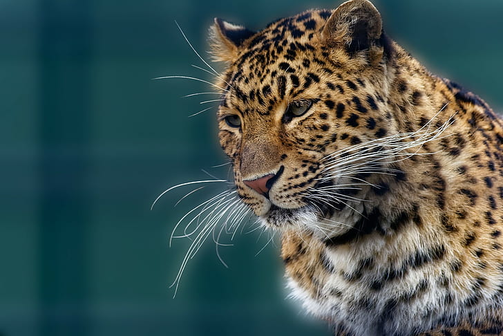 Jaguar, Schnauze, Schnurrbart, brauner und schwarzer Leopard, Porträt, Schnauze, Schnurrbart, Jaguar, HD-Hintergrundbild