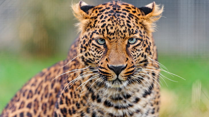 jovem leopardo, animais, 4K, animal chita, leopardo, jovem, 4K, HD papel de parede