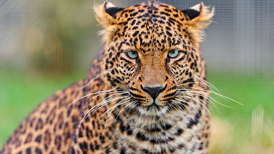 jovem leopardo, animais, 4K, animal chita, leopardo, jovem, 4K, HD papel de parede HD wallpaper