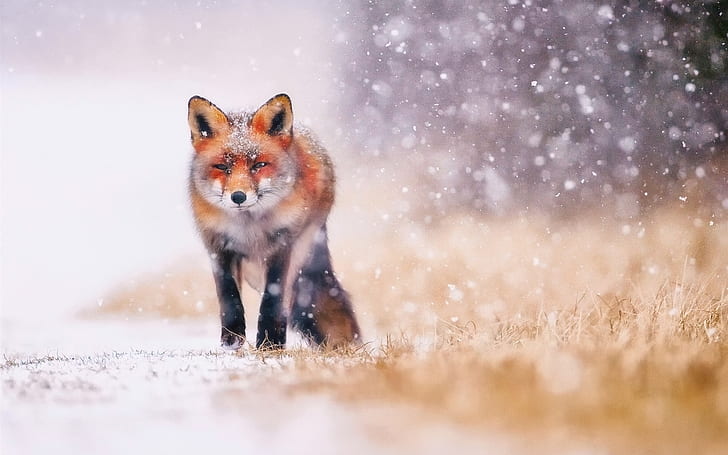 Cold winter, snow, fox, Cold, Winter, Snow, Fox, HD wallpaper